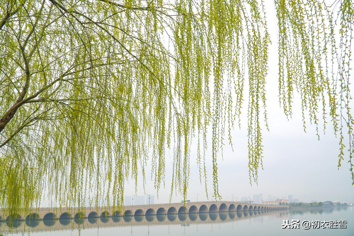 描写二月春风杨柳诗句(贺知章咏柳古诗内容和诗意)-第4张图片 描写二月春风杨柳诗句(贺知章咏柳古诗内容和诗意)-第4张图片