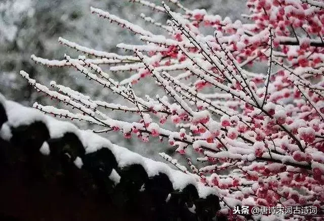 有关雪的诗句有哪些(赞美雪景之美的66条唯美诗词)-第2张图片 有关雪的诗句有哪些(赞美雪景之美的66条唯美诗词)-第2张图片