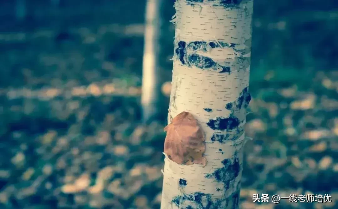 形容树木葱郁的句子(关于树木的简短好句)-第1张图片 形容树木葱郁的句子(关于树木的简短好句)-第1张图片